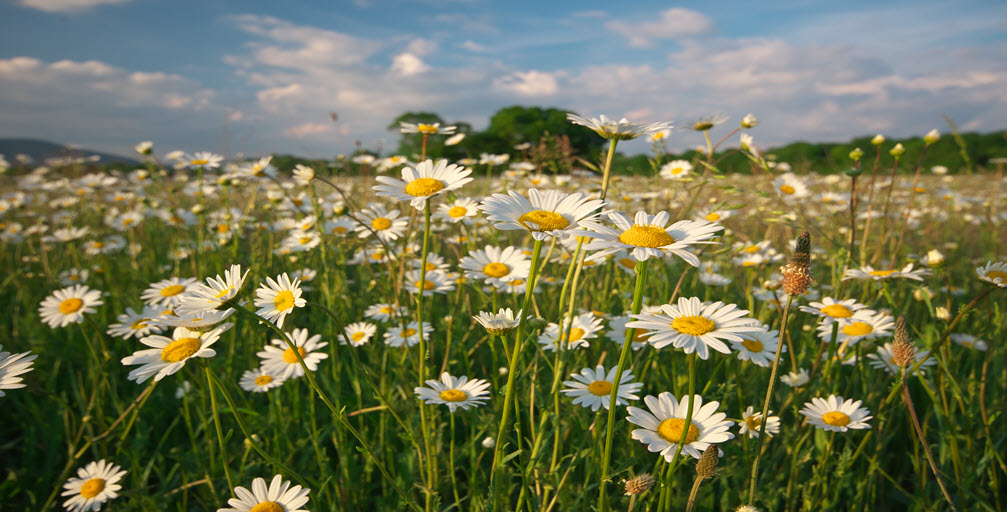 Common Daisy contains lots of vitamin C and fights viruses?